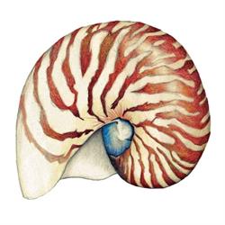 Nautilus Restaurant Pisa, Tirrenia - Orari di apertura