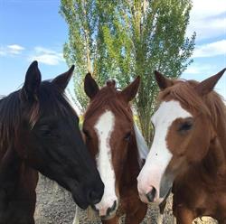 La Prospera Centro Equestre, Burana orari di apertura