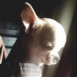 Allevamento Chihuahua Cammino di stelle kennel, Pontenure orari di apertura