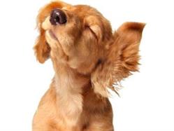 Vanity Dog, Potenza orari di apertura