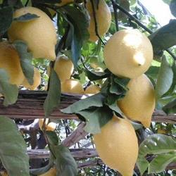 Ortofrutticola e Agrumi della Costiera Boccuti, Maiori orari di apertura