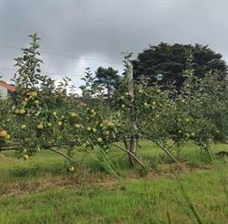 Coop zomaro resort, Cittanova orari di apertura