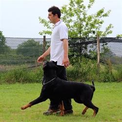 Campo Addestramento DOG'S LIFE Luca, Porcari orari di apertura
