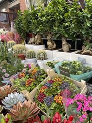 Piante E Fiori Servizio A Domicilio Di Haque Didarul Flowers, Milano orari di apertura