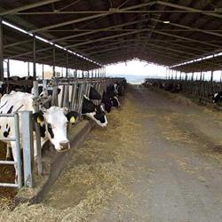 Azienda Agricola Spizzichini Sergio, Roma orari di apertura