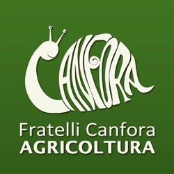 Fratelli Canfora AGRICOLTURA, Taurianova orari di apertura