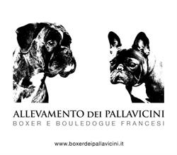 Allevamento Boxer e Bouledogue dei Pallavicini, San Godenzo orari di apertura