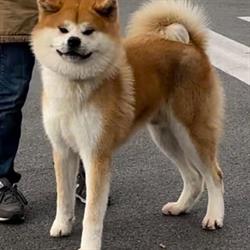 Allevamento akita Fukushu No Kensha, Contigliano orari di apertura