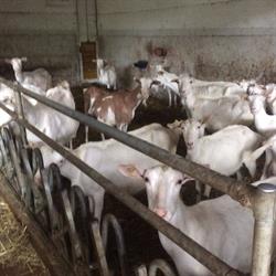 Azienda agricola filisetti mariateresa, Bossico orari di apertura