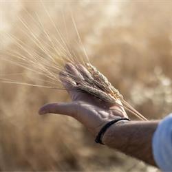 Agricola Cavalli, Aci Bonaccorsi orari di apertura