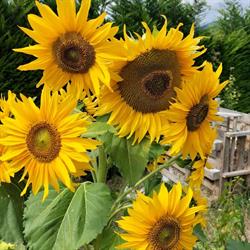 B&B i Girasoli - Val di Non - Trentino, Romeno orari di apertura