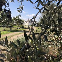 Trullo Trilli Puglia, Martina Franca orari di apertura