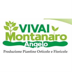 Vivai Montanaro Angelo-Produzione Piantine Orticole e Floricole, Francavilla Fontana orari di apertura