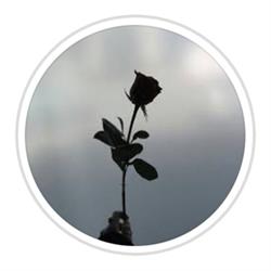 Black Roses di Caterina Galuppo, Valmadrera orari di apertura