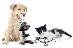 Ambulatorio Veterinario San Matteo Livorno, orari di apertura