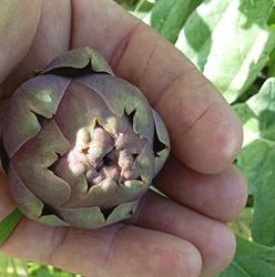 Biofolius Farm, Marcellano orari di apertura