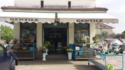 Gentile - Piante e Fiori, Marcianise orari di apertura