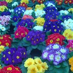 Floricoltura Ferrari Roberto, Cavarzere orari di apertura