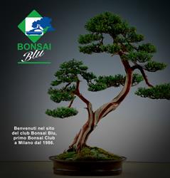 Bonsai Blu, Rozzano orari di apertura