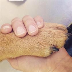 Toelettatura Mi fido di te, Venafro orari di apertura