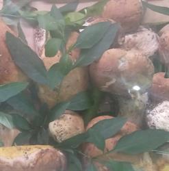 Il Frutteto, Parabiago orari di apertura
