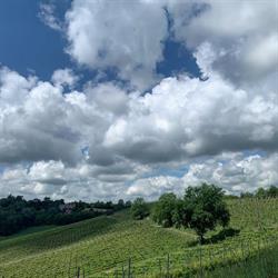 Az. Agrivitivinicola Garino, Cunico orari di apertura