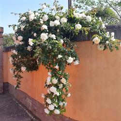Agraria Federica, Vada orari di apertura