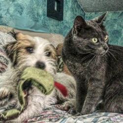 Clinica Veterinaria "Città di Aosta", orari di apertura