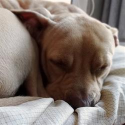 klaBAUs caninedaycare, Prato orari di apertura
