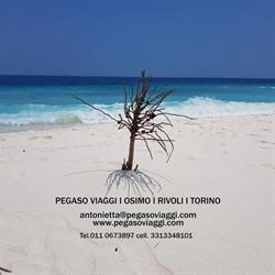 Pegaso Viaggi, Torino orari di apertura