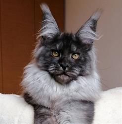 Maisha's - Allevamento Amatoriale Maine coon, Malnate orari di apertura
