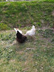 BeEggs, Pozzonovo orari di apertura