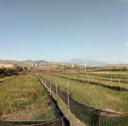 Azienda Agricola Vincenzo Panascì, Catenanuova orari di apertura