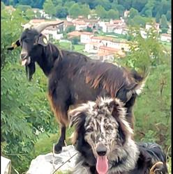 Mezalot, Azienda Agricola, Montereale Valcellina orari di apertura