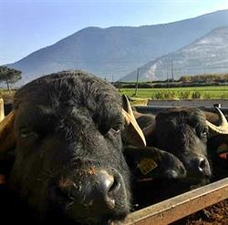 Azienda agricola Onorati, Priverno orari di apertura