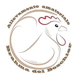 Allevamento brahma del boschier di Contarin Massimo, San Zenone degli Ezzelini orari di apertura