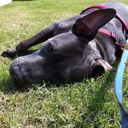 Ambulatorio Veterinario Verrotti, Montesilvano orari di apertura