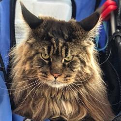 Allevamento Maine Coon Barivel Legend, Vigevano orari di apertura