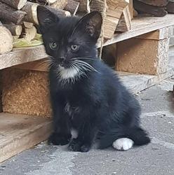 Associazione S.o.s. Angels Amico Gatto, Parma orari di apertura
