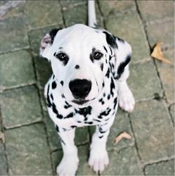 california centouno allevamento dalmata, Lesmo orari di apertura