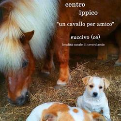 Un Cavallo per Amico, Succivo orari di apertura