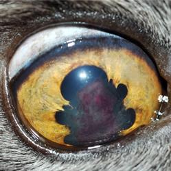 Oftavet - Centro Oculistico Veterinario, Napoli orari di apertura