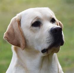 Labrador di Montecarelli, Barberino di Mugello orari di apertura