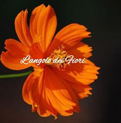 L'angolo dei Fiori, Sarteano orari di apertura