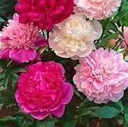Peonia Flowers, Montepulciano orari di apertura