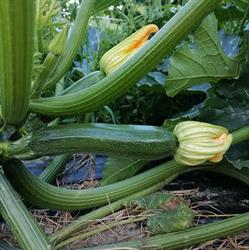 L'Orto Naturale, Preganziol orari di apertura