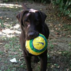 Allevamento Labrador Macchia Grande (RICONOSCIUTO ENCI-FCI), Manziana orari di apertura