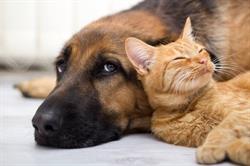 Ambulatorio veterinario Pierluigi Tedeschi, Reggio Emilia orari di apertura