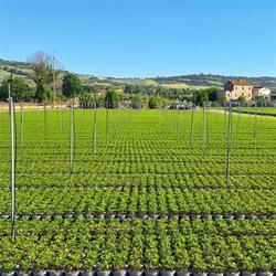Vivai Laurus Nobilis, Campofilone orari di apertura