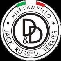 Allevamento Jack Russell terrier D&D jack (pelo liscio) Milano Lombardia, Carpiano orari di apertura